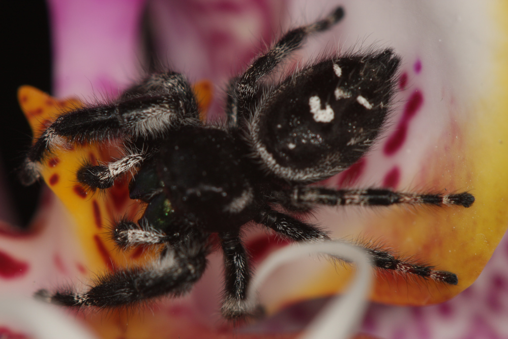 grey and black jumping spider in egg sac - Platycryptus californicus 