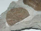 asaphus lepidurus brachiopod closeup.jpg (108583 bytes)