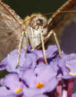 battered butterfly 8-25-06 drinking nectar closeup front view proboscis in focus 2.jpg (148744 bytes)