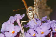 battered butterfly 8-25-06 drinking nectar closeup front view proboscis in focus.jpg (111155 bytes)