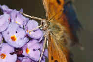 battered butterfly 8-25-06 drinking nectar closeup.jpg (127376 bytes)