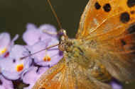 battered butterfly 8-25-06 drinking nectar closeup top view.jpg (141371 bytes)