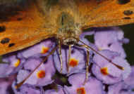 battered butterfly 8-25-06 drinking nectar.jpg (152052 bytes)