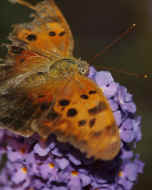 battered butterfly 8-25-06 drinking nectar top full view.jpg (141248 bytes)