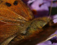 battered butterfly 8-25-06 ready to fly away.jpg (142469 bytes)