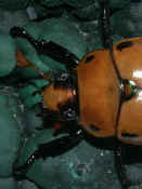 beetle head closeup vertical.jpg (136285 bytes)