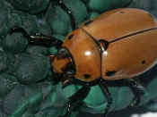beetle top view antennae retracted.jpg (135492 bytes)