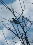 bird in tree.jpg (140498 bytes)