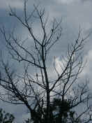 birds in tree 2.jpg (135162 bytes)