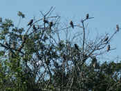 birds in tree cropped.jpg (118372 bytes)