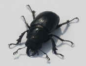 black beetle facing forward outdoor lighting.jpg (142282 bytes)