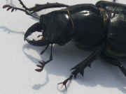 black beetle facing left outdoor lighting cropped.jpg (119545 bytes)