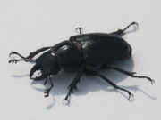 black beetle facing left outdoor lighting.jpg (135817 bytes)