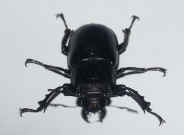 black beetle front view 2.jpg (126226 bytes)