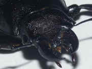 black beetle front view slightly right 2 cropped.jpg (138097 bytes)