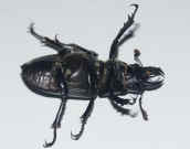 black beetle on back 2.jpg (149612 bytes)