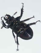 black beetle on back.jpg (143881 bytes)