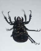 black beetle on back view of pincers better.jpg (138408 bytes)