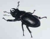 black beetle top view facing left.jpg (139992 bytes)