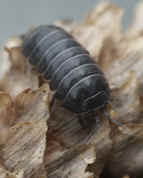 black sowbug on pinecone cropped.jpg (140763 bytes)