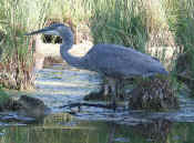 blue heron curved neck reflection one leg up cropped.jpg (136924 bytes)