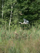 blue heron flying left.jpg (142286 bytes)