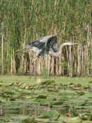 blue heron in flight.jpg (168075 bytes)