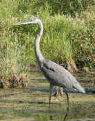blue heron walking left cropped.jpg (139079 bytes)