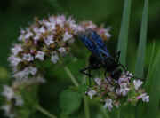 blue wasp on oregano facing forward.jpg (141753 bytes)