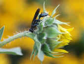 blue wasp on sunflower.jpg (68862 bytes)