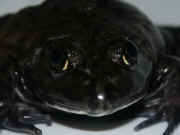 bullfrog closeup head on closer.jpg (132338 bytes)