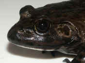 bullfrog facing left closeup of head.jpg (131677 bytes)