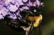 bumblebee 8-25-06 closeup.jpg (123376 bytes)