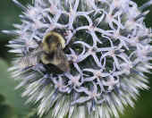 bumblebee on thistle 2.jpg (123852 bytes)