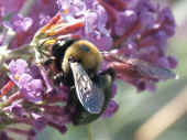 bumblebee through window spread wings.jpg (91162 bytes)