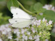 cabbage butterfly 8-5-06 facing right.jpg (151086 bytes)