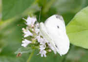 cabbage butterfly 8-5-06 rear view cropped.jpg (146628 bytes)