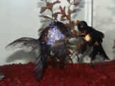 calico goldfish with black moor.jpg (138393 bytes)
