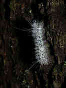caterpillar black and white climbing upward 2.jpg (143495 bytes)