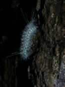 caterpillar black and white climbing upward.jpg (130882 bytes)