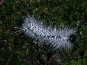 caterpillar black and white on bark top view 2.jpg (161745 bytes)