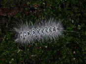 caterpillar black and white on bark top view .jpg (154672 bytes)