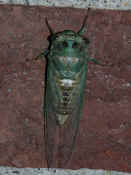 cicada 7-26-06 final cicada back view.jpg (136872 bytes)