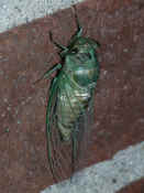 cicada 7-26-06 final cicada side view.jpg (125940 bytes)