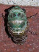 cicada 7-26-06 number 2.jpg (126487 bytes)