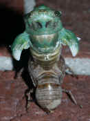 cicada 7-26-06 number 40 bottom view.jpg (144956 bytes)