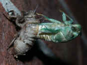 cicada 7-26-06 number 42 side view.jpg (135048 bytes)