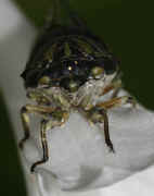 cicada 9-16-06 on hasta flower head on.jpg (110085 bytes)