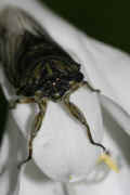 cicada 9-16-06 on hasta flower legs out front.jpg (116438 bytes)