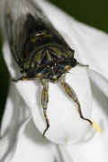cicada 9-16-06 on hasta flower legs out front whole body.jpg (126754 bytes)